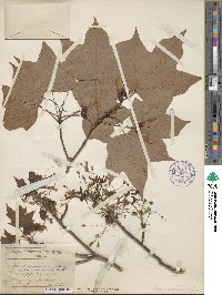 Acer nigrum image