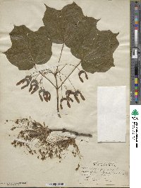 Acer nigrum image