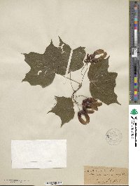 Acer nigrum image