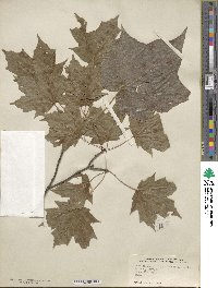 Acer nigrum image