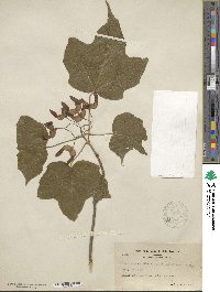 Acer nigrum image