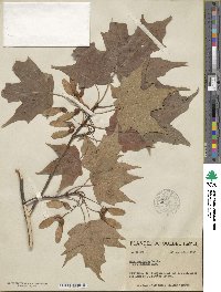 Acer nigrum image