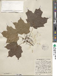 Acer nigrum image