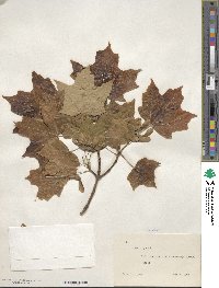 Acer nigrum image