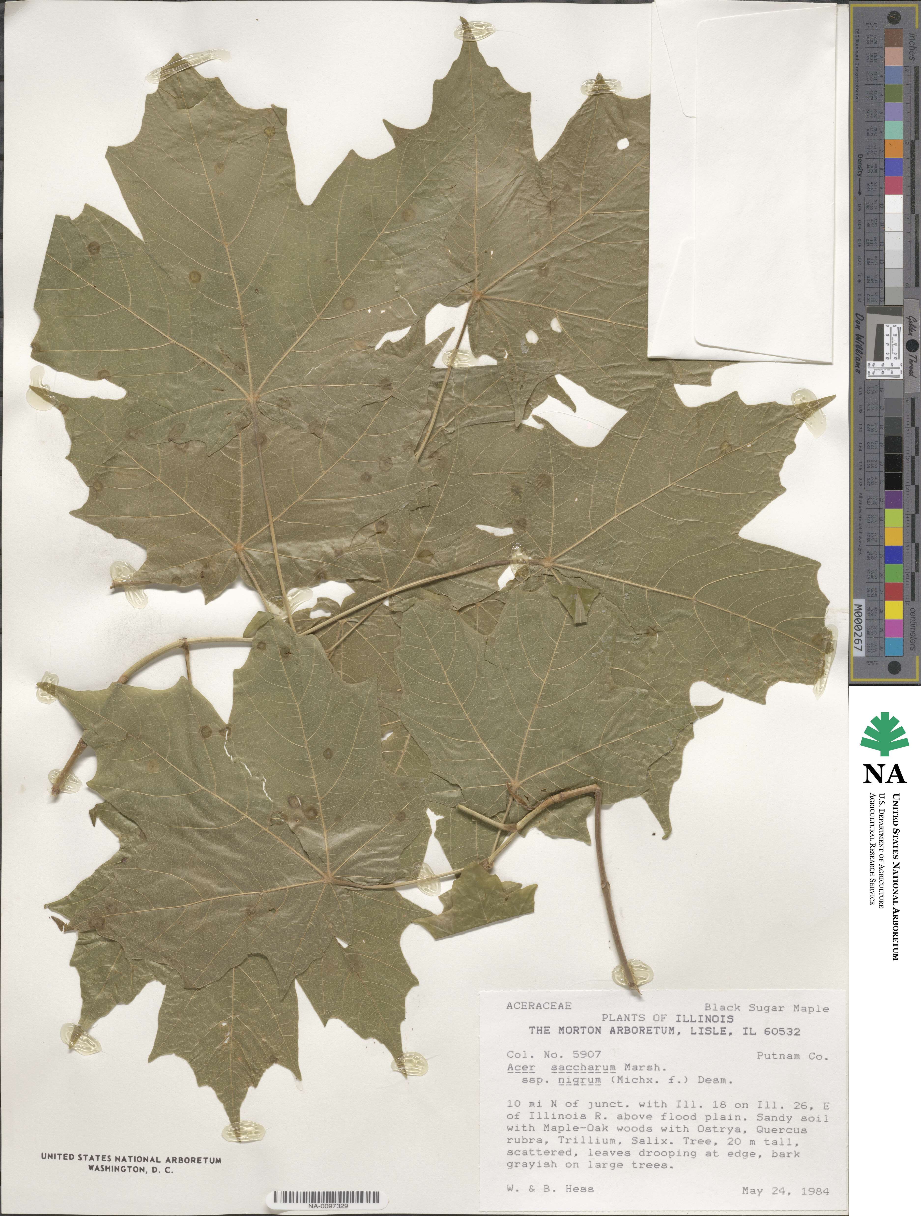 Acer nigrum image