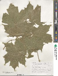 Acer nigrum image