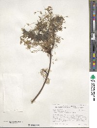 Acer nigrum image