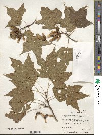 Acer nigrum image