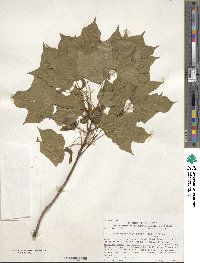 Acer nigrum image