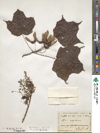 Acer nigrum image