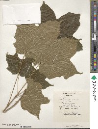 Acer nigrum image