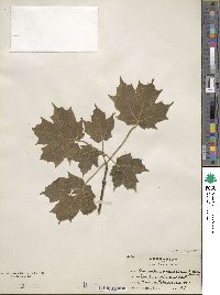 Acer nigrum image