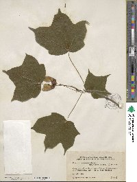 Acer nigrum image