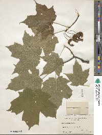 Acer nigrum image