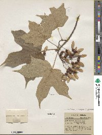 Acer nigrum image