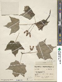 Acer saccharum image