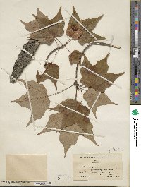 Acer saccharum image