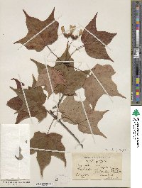 Acer saccharum subsp. saccharum image