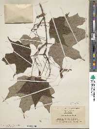 Acer saccharum image