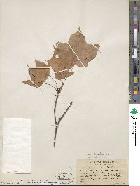 Acer saccharum image