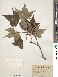 Acer saccharum subsp. saccharum image