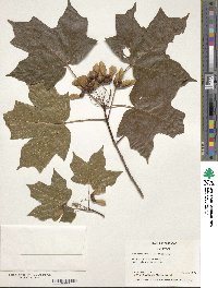 Acer saccharum image