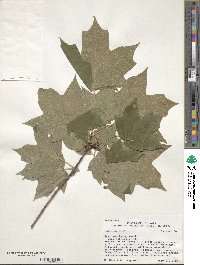 Acer saccharum image