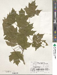 Acer saccharum subsp. saccharum image