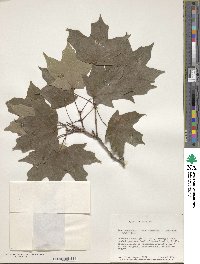 Acer saccharum image