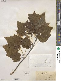 Acer spicatum image