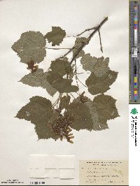 Acer spicatum image