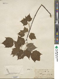 Acer spicatum image