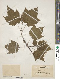 Acer spicatum image