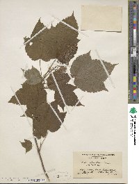 Acer spicatum image