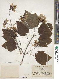 Acer spicatum image