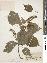 Acer spicatum image