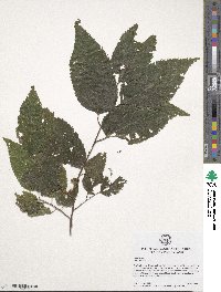 Celtis occidentalis image