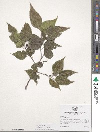 Celtis occidentalis image