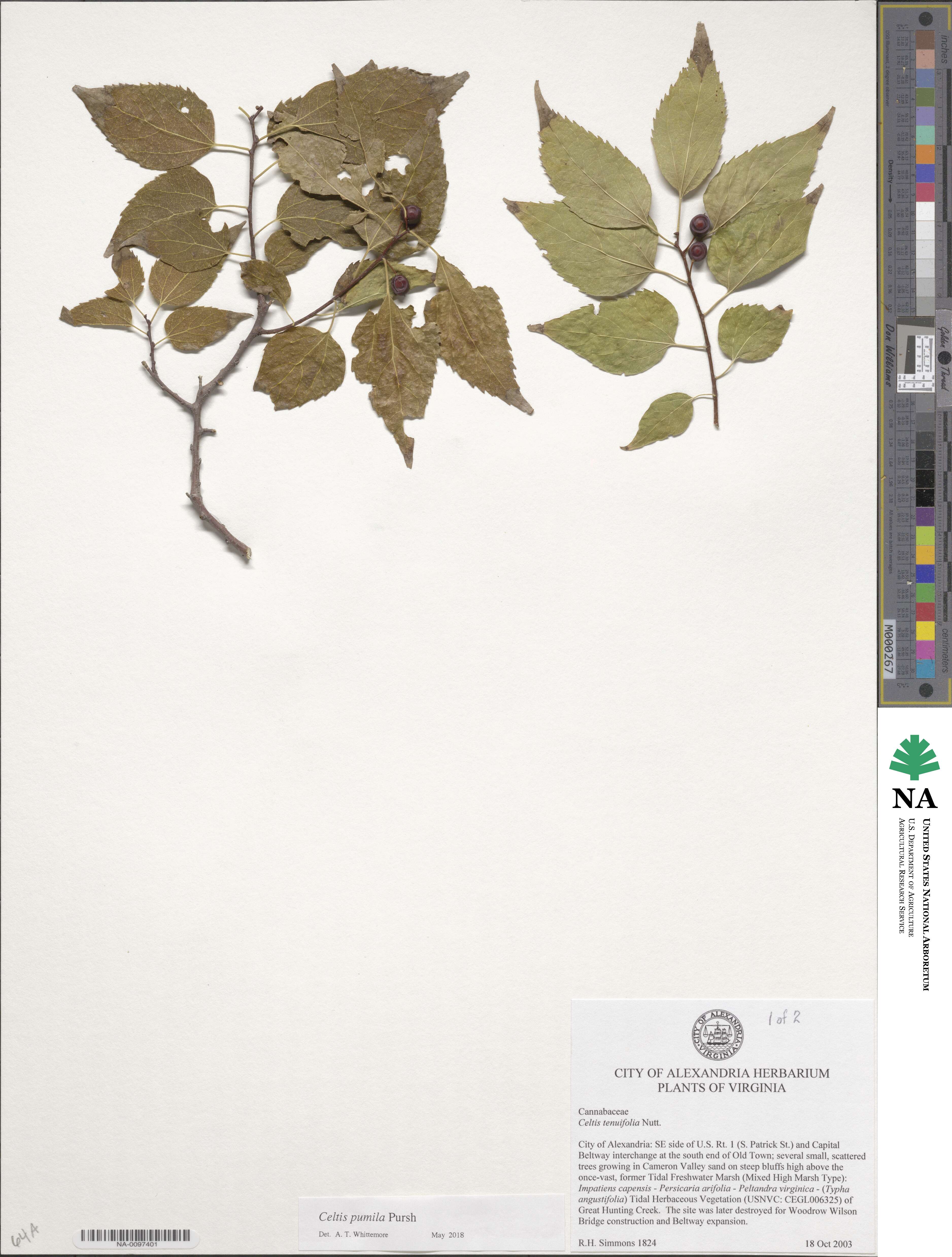 Celtis occidentalis image