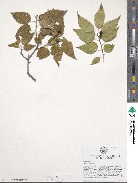 Celtis occidentalis image