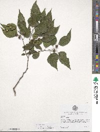 Celtis occidentalis image