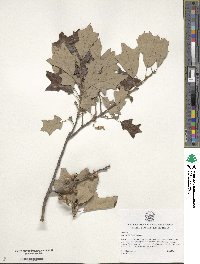 Quercus ilicifolia image