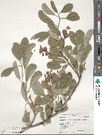 Fortunearia sinensis image