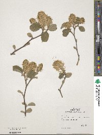 Fothergilla latifolia image