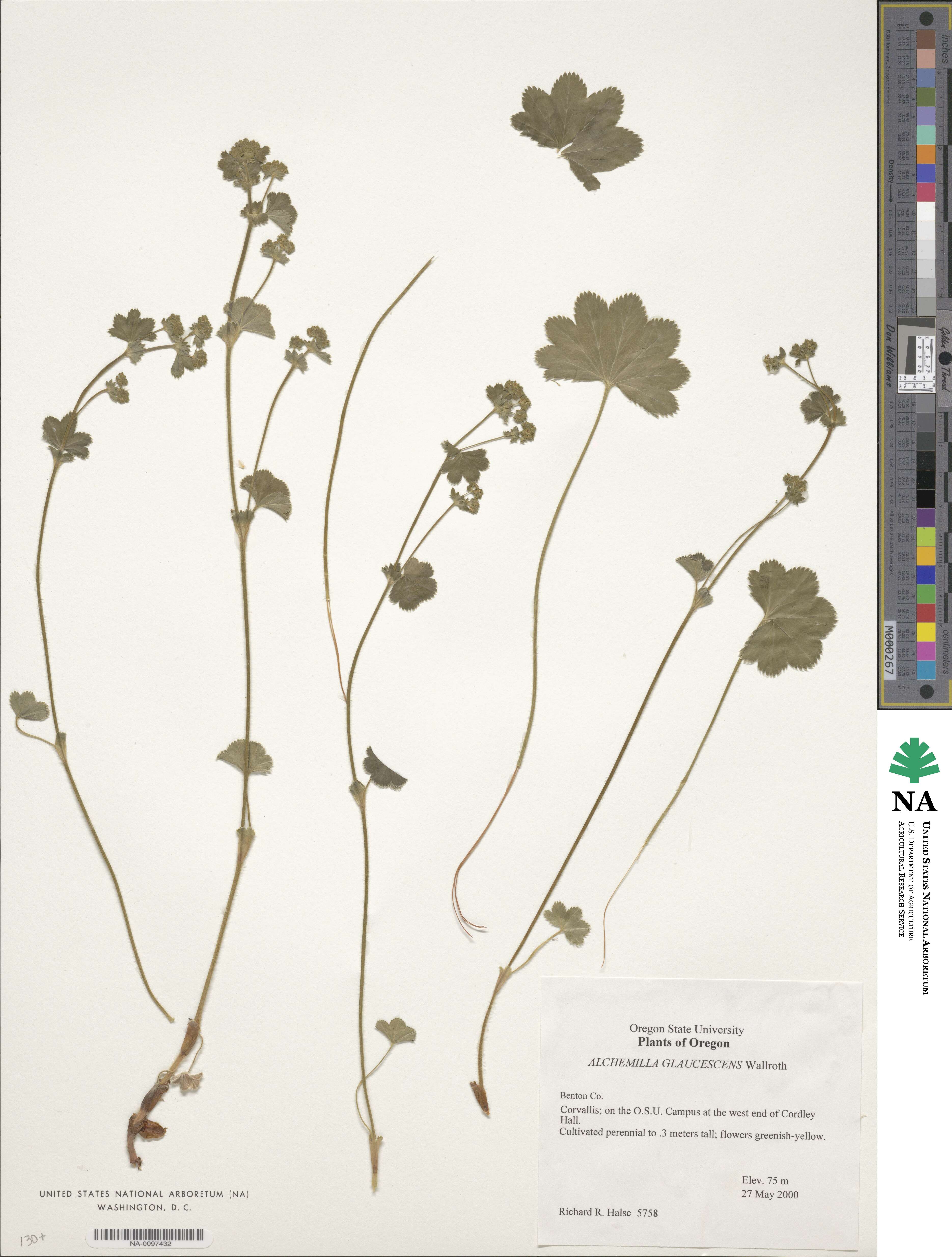 Alchemilla glaucescens image