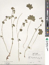 Alchemilla glaucescens image