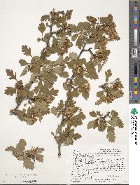 Crataegus suksdorfii image