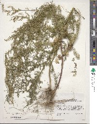 Artemisia annua image