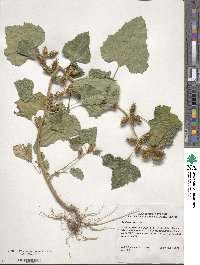 Xanthium strumarium image