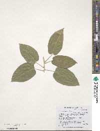 Image of Ipomoea arborescens